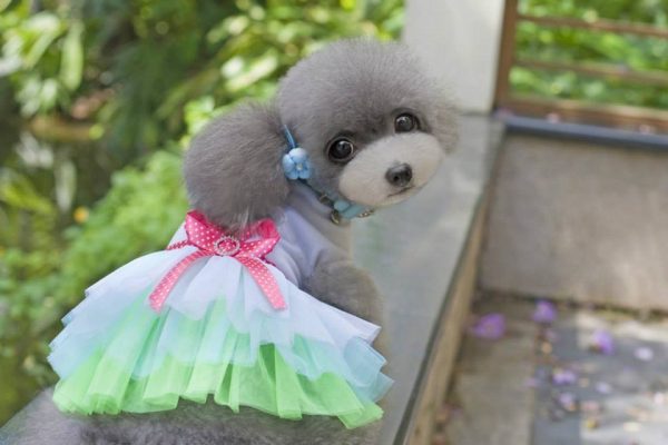 Grenadine Tutu Dress With Bow Summer Cute Clothes For Dog