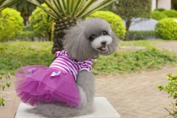 Grenadine Tutu Stripe Dress With Bow Summer Cute Clothes For Dog Cat Puppy Pet